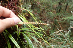 Lepisorus monilisorus
