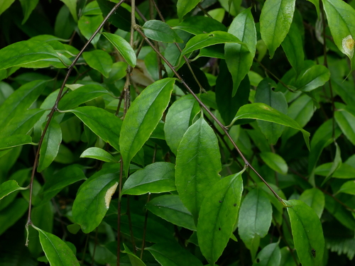 Symplocos sumuntia (Symplocos sumuntia)