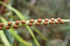 Lepisorus monilisorus