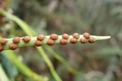 Lepisorus monilisorus