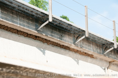 Petrochelidon pyrrhonota