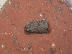 Proteuxoa nyctereutica