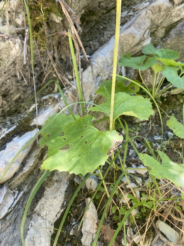 Valeriana alliariifolia, photograph 4