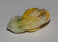 Aspalathus altissima