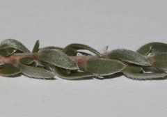 Aspalathus altissima