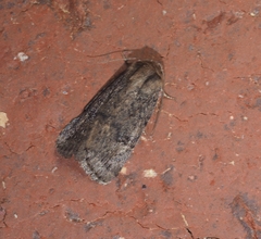 Proteuxoa nyctereutica