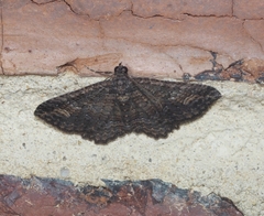 Eucymatoge scotodes