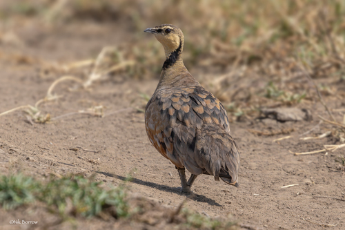 iNaturalist image