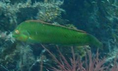 Novaculoides macrolepidotus