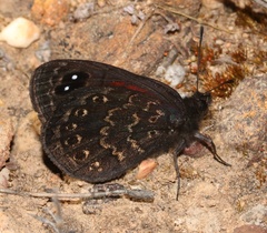 Tarsocera cassus