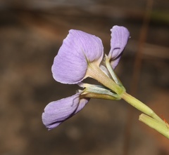 Moraea caeca