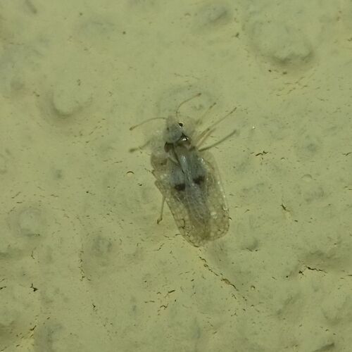 Eastern Sycamore Lace Bug