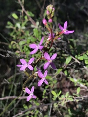 Stylidium lineare
