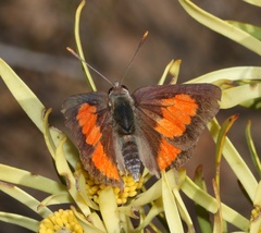 Capys alphaeus alphaeus