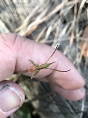 Cryptostylis