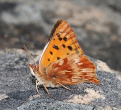 Chrysoritis pan lysander