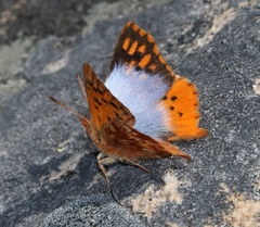 Chrysoritis pan lysander