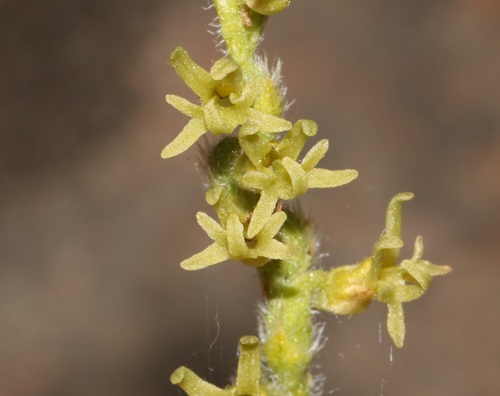 Holothrix cernua