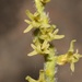 Scaly Hair Orchid - Photo (c) Brian du Preez, some rights reserved (CC BY-SA), uploaded by Brian du Preez