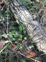 Cryptostylis