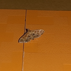 Nomophilini