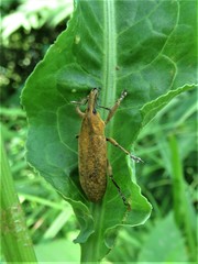 Lixus scrobicollis