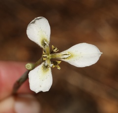 Moraea unguiculata