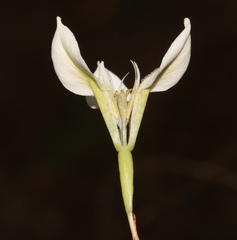 Moraea unguiculata