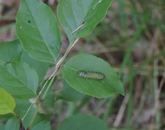 Periclista pubescens