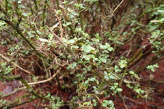 Rhododendron noriakianum