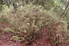 Rhododendron noriakianum