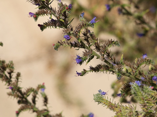 viper's-bugloss
