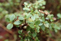 Rhododendron noriakianum