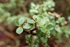 Rhododendron noriakianum