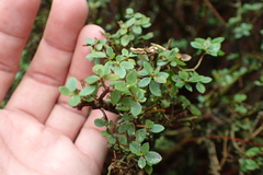 Rhododendron noriakianum