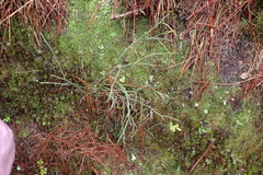 Vaccinium japonicum lasiostemon
