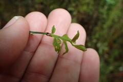 Vaccinium japonicum lasiostemon