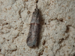 Acrobasis obliqua