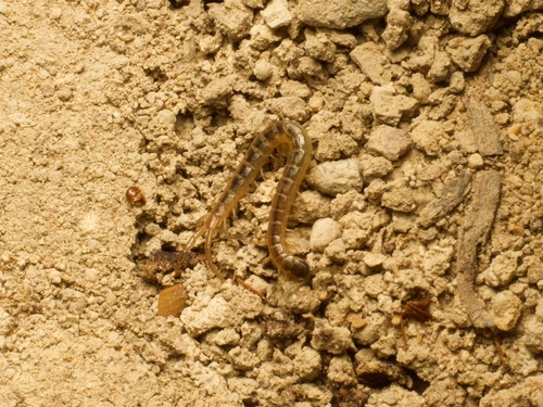 Arthrorhabdus pygmaeus