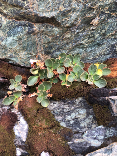 Primula hirsuta, photograph 3