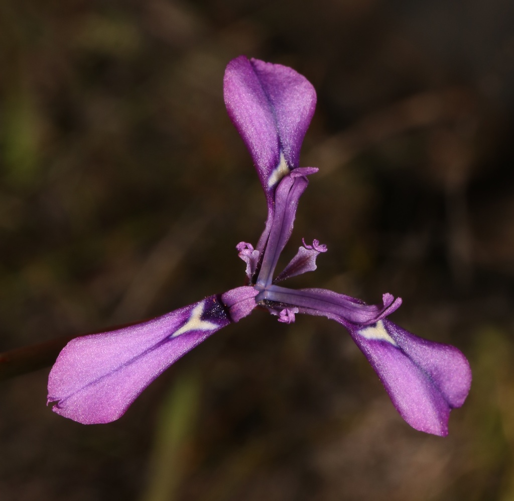 Moraea decipiens