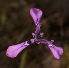 Moraea cuspidata