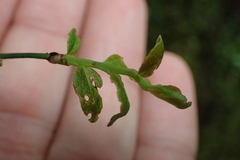 Vaccinium japonicum lasiostemon