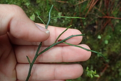 Vaccinium japonicum lasiostemon