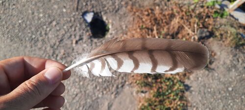 Eurasian Sparrowhawk