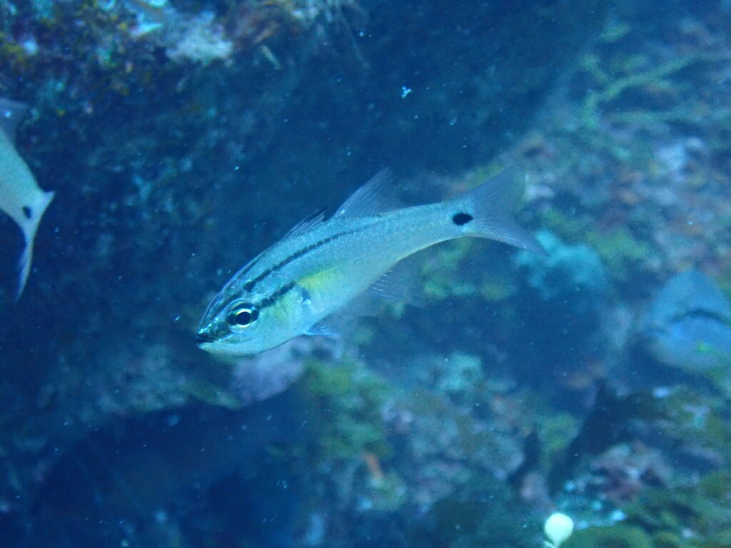 Barface cardinalfish (Ostorhinchus semilineatus) — Apogonidae