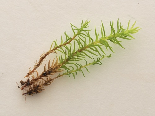 Chrysoblastella chilensis observed 2026-08-04
