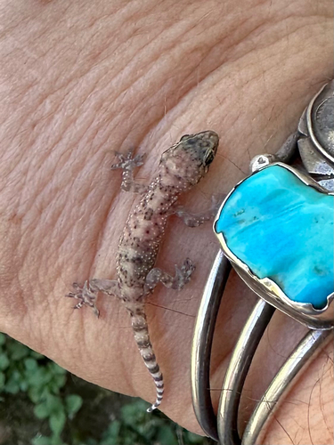 Mediterranean House Gecko