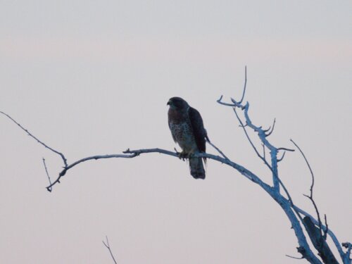 Swainson's Hawk