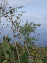 Asparagus umbellatus image